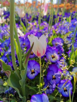 チューリップ チューリップの写真