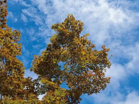 イロハモミジと夏の青空_2 イロハモミジと夏の青空_2 イロハモミジ,紅葉,青空の写真素材