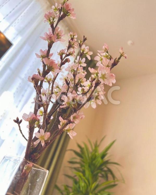 室内に飾った桜｜春を取り込むインテリア 桜,枝,室内の写真素材