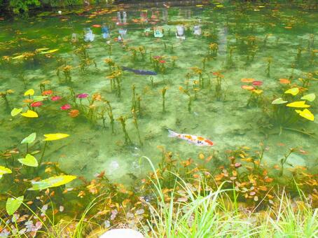 岐阜県のモネの池 モネの池,岐阜県,関市の写真素材