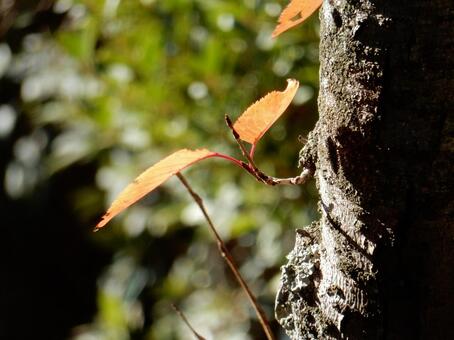 【風景写真】晩秋の風景 紅葉,葉っぱ,晩秋の写真素材