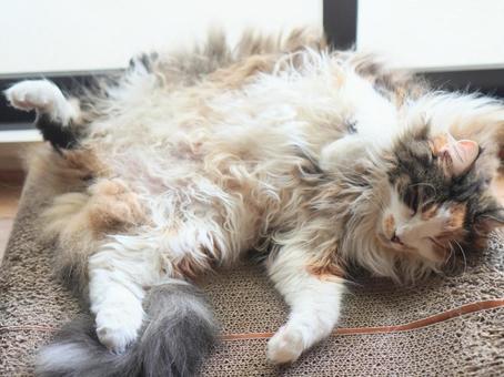 猫(ノルウェイジャンフォレストキャット) 猫(ノルウェイジャンフォレストキャット)の写真