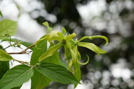 チャボイランイランノキの開花初期の花 チャボイランイランノキの開花初期の花の写真
