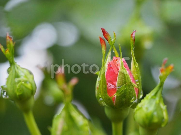 雨上がりのバラ園　スターチェイサー③ バラ,薔薇,ばらの写真素材