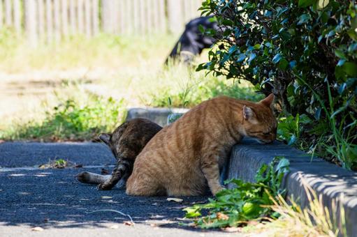 猫(243) 猫(243)の写真