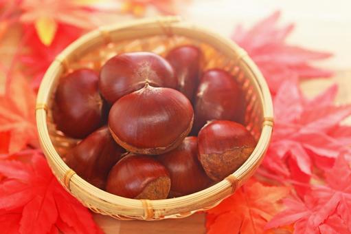 秋の味覚　かわいい栗の実がいっぱいです クリ,栗,秋の実の写真素材