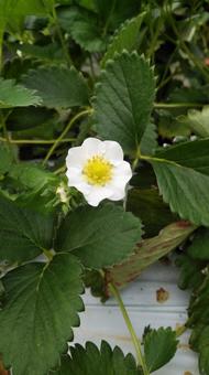 苺の花 苺の花 苺,花,葉の写真素材