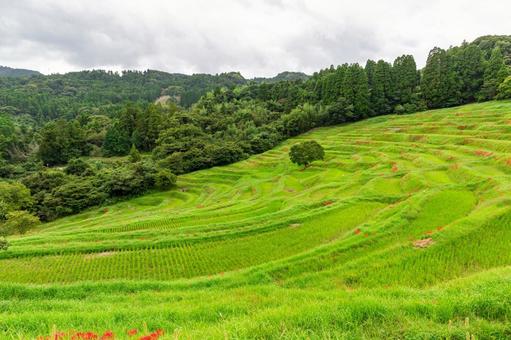 彼岸花が咲く初秋の大山千枚田2 大山千枚田,千枚田,棚田の写真素材