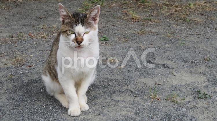 ポーズを決めてカメラ目線の可愛い猫 猫,ポーズ,かわいいの写真素材