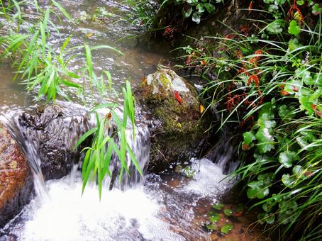 森の中のせせらぎ 森の中のせせらぎの写真