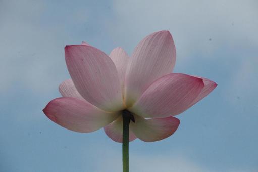 鎌倉市岡本のハスの花 鎌倉市岡本のハスの花の写真