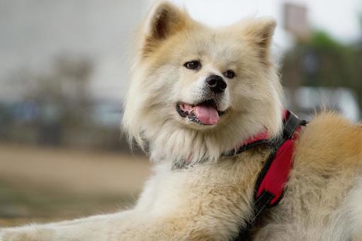 秋田犬 秋田犬 犬,秋田犬,可愛い犬の写真素材