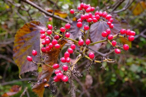 ガマズミ 実,秋,赤の写真素材