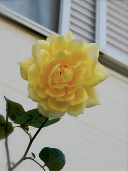 薔薇 薔薇の写真