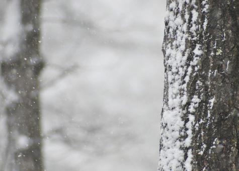 木肌に張り付く雪 木肌に張り付く雪の写真