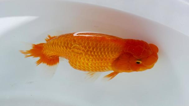 【魚の写真】らんちう(金魚) 【魚の写真】らんちう(金魚) ペット,水槽,魚の写真素材