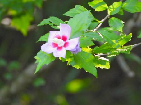 Rose of Sharon flower, JPG