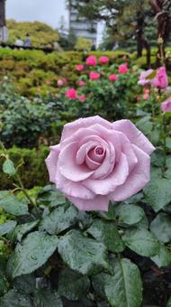 雨上がり、見頃の薔薇 雨上がり、見頃の薔薇 バラ,薔薇,ローズの写真素材