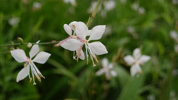 花壇の花 花壇の花の写真