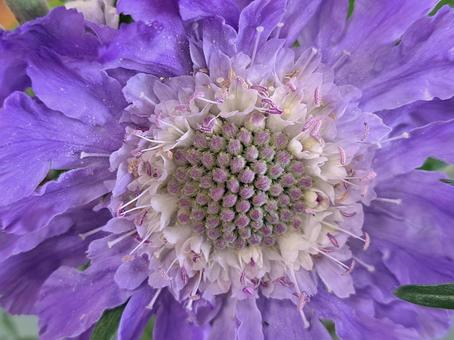 紫の花２の写真