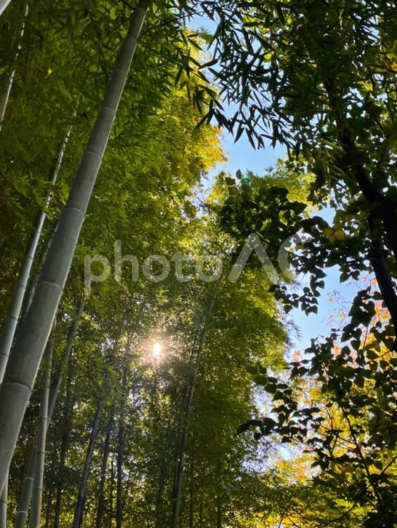 竹林と木漏れ日 自然,風景,晴れの写真素材