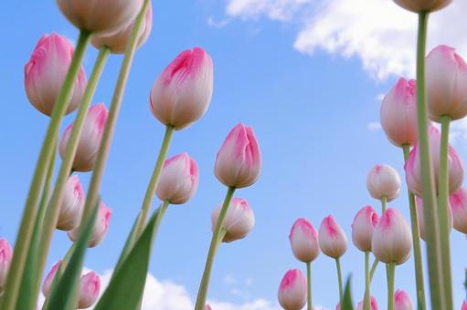 ピンク色のアイスチューリップ アイスチューリップ,チューリップ,花の写真素材