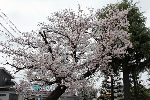 サクラ5 サクラ5の写真