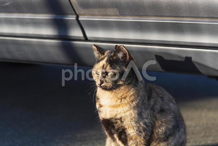 向こうをじっと見つめるサビ猫 サビ猫,地域猫,猫の写真素材