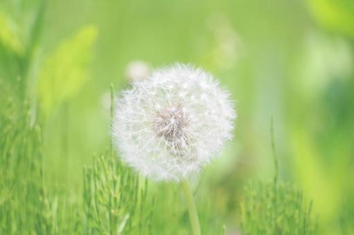綿毛 綿毛 タンポポ,綿毛,春の写真素材