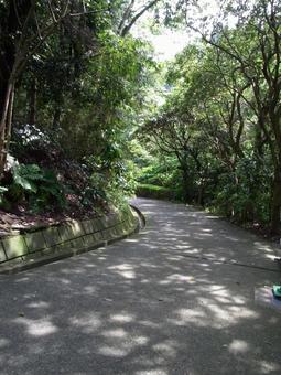 自然公園・木漏れ日の道を歩く 自然公園・木漏れ日の道を歩く 道,歩道,車道の写真素材