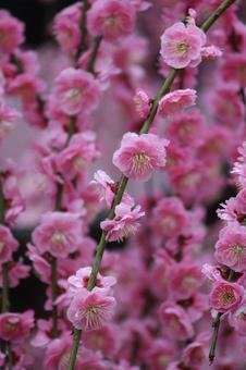 Photo, ume, spring, flower, 