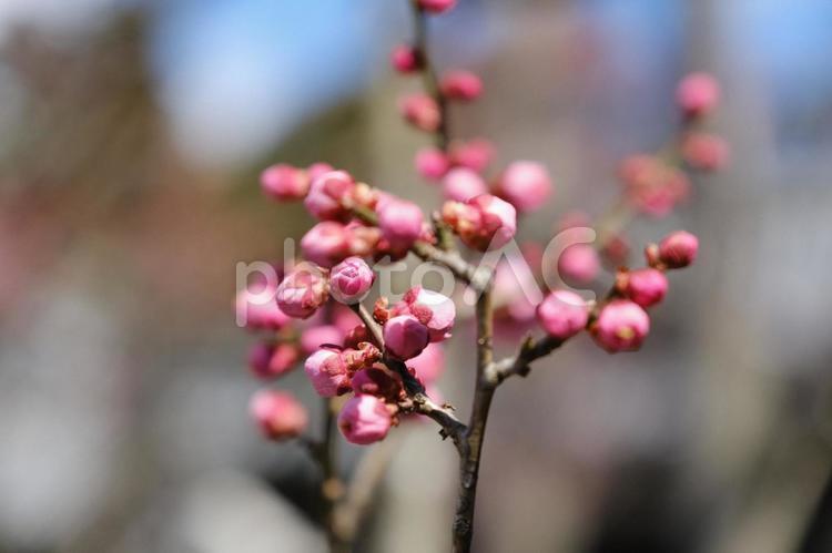 松島の3月　臥竜梅の紅梅の蕾（つぼみ） 梅,紅梅,赤の写真素材