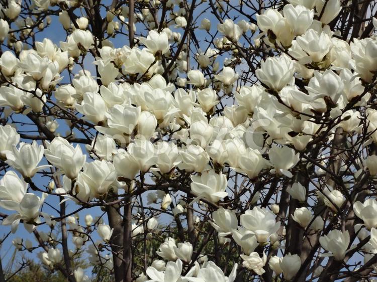 	満開のモクレンの花が咲き誇る春の風景 花,植物,白の写真素材