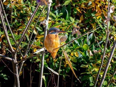 枝にとまるカワセミ 枝にとまるカワセミ カワセミ,野鳥,鳥の写真素材