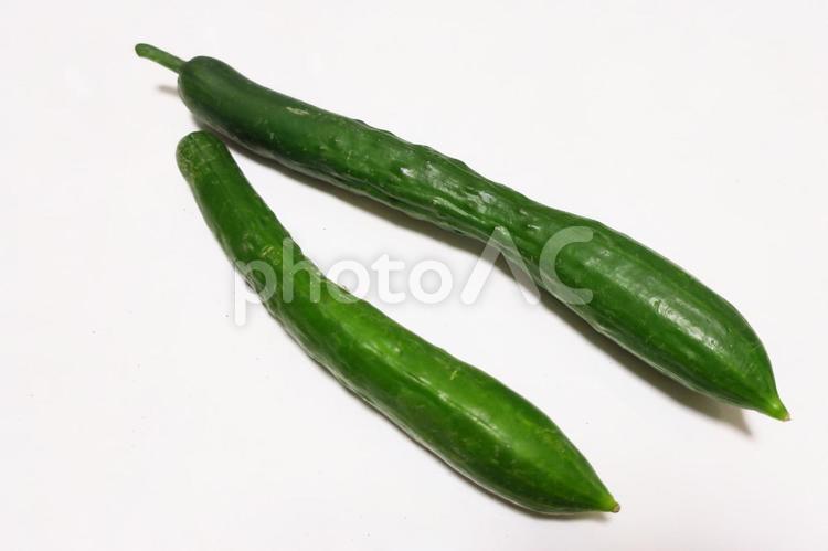 きゅうり 野菜,夏野菜,きゅうりの写真素材
