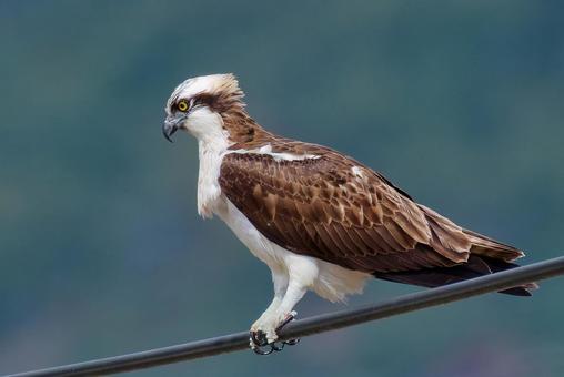 電線から獲物を探すミサゴ ミサゴ,鶚,ウオタカの写真素材