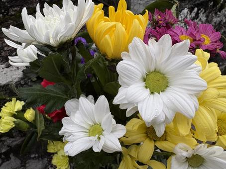 墓前に供えられた花 墓前に供えられた花 菊,花,植物の写真素材