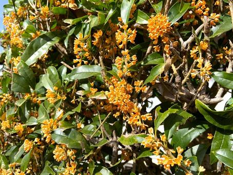 キンモクセイ 秋,金木犀,樹木の写真素材