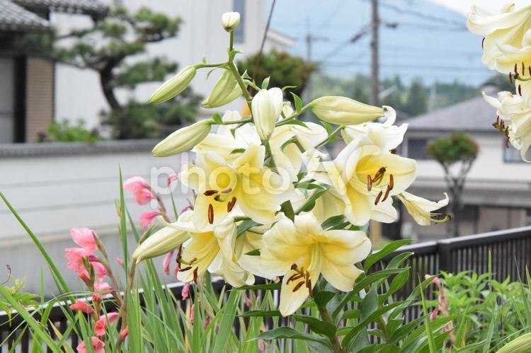 百合　ゆり　ユリ　白　ホワイト　夏　7月 自然風景,背景,ユリの写真素材