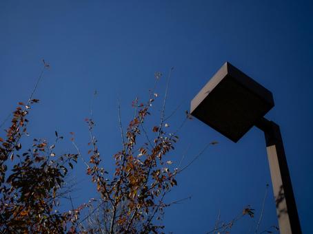 紅葉と秋の空と街灯 秋,青空,快晴の写真素材