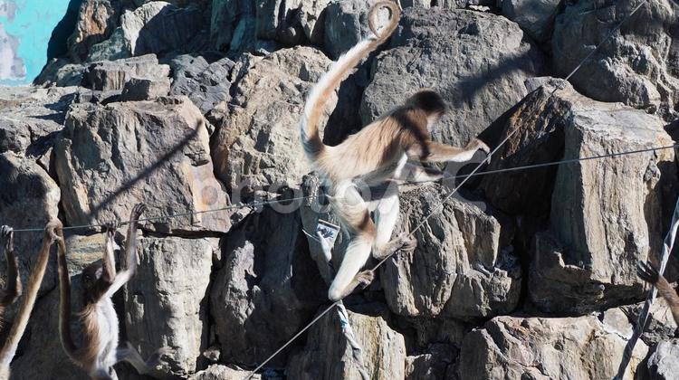 クモザル・行船公園自然動物園・東京都 クモザル,猿,行船公園の写真素材