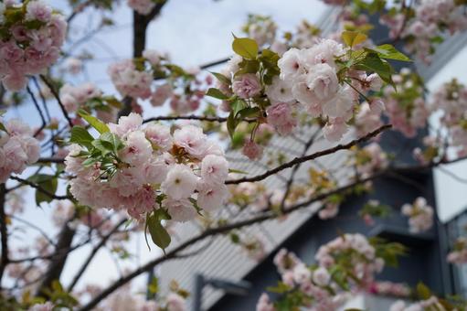 桜咲く 桜咲くの写真