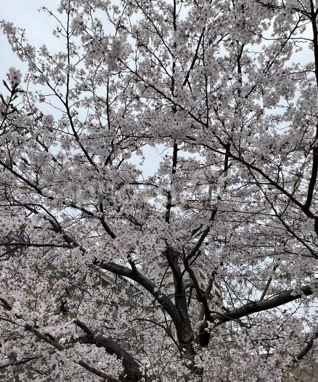 満開の桜の木と青空 桜,さくら,サクラの写真素材
