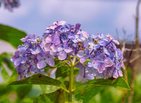 アジサイの花3の写真