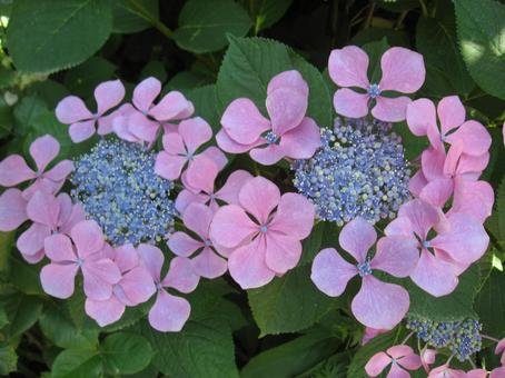 あじさい あじさいの写真