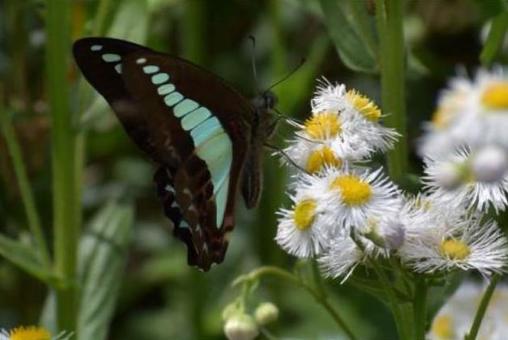 アゲハ蝶の写真
