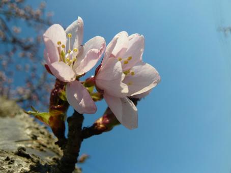 桜 桜の写真