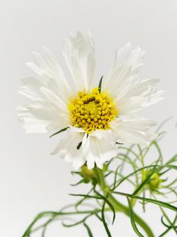 白色のコスモスの花 白色のコスモスの花 花,コスモス,植物の写真素材