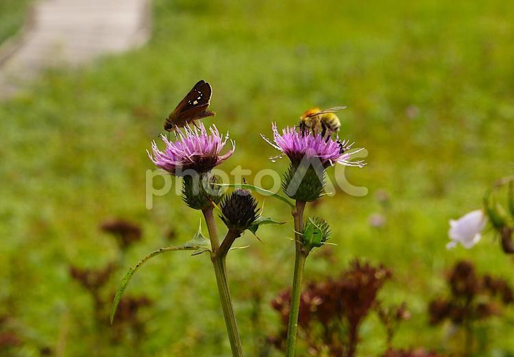 ノアザミと昆虫たち 初秋,自然,昆虫の写真素材