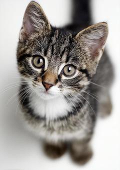 愛らしい三毛猫のポートレート 愛らしい三毛猫のポートレートの写真